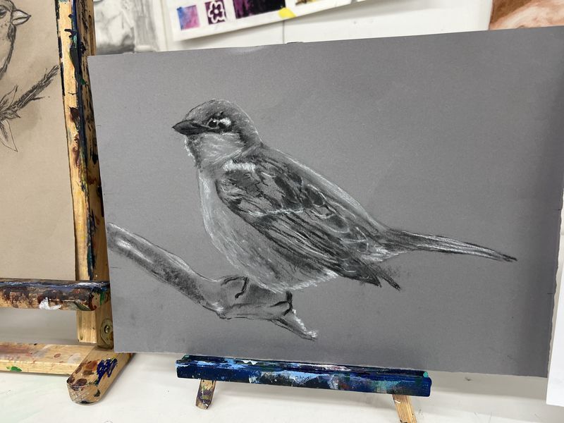 Detailed charcoal and white chalk drawing of a sparrow on grey paper, made in a drawing class
