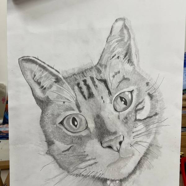 Graphite drawing of a tabby cat