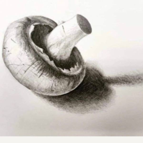 Graphite drawing of a mushroom