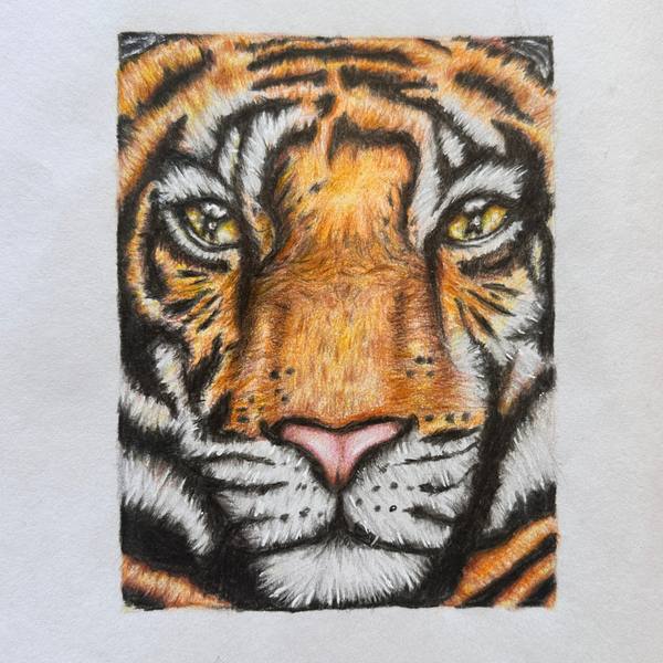 A detailed coloured-pencil tiger drawn by a student