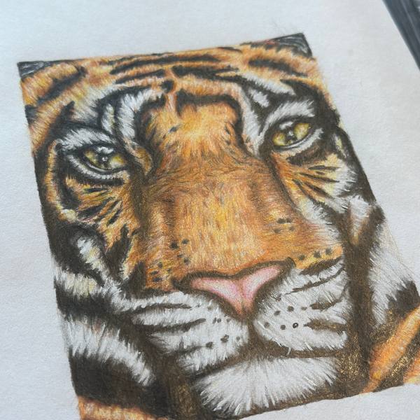 Detailed tiger drawing in progress